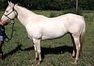 Gelding for Sale in Hillsboro, Kansas Gelding for Sale in Hillsboro, Kansas