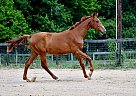 Belgian Warmblood - Horse for Sale in Hogansville, GA 30230