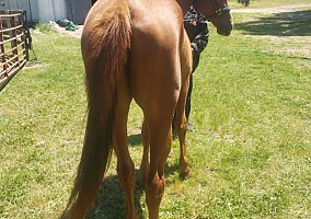 Warmblood (Warmblood, Mare) in Hogansville, GA