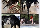 Jasper - Gelding in Bon Wier, TX Jasper - Gelding in Bon Wier, TX
