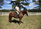 Gentle QH Moana