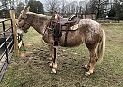 red Roan Mammoth Molly Mule Wilma