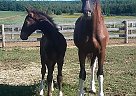 2019 Dutch Harness Colt Oakley
