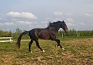 2015 KWPN Dutch Harness Gelding Kolist