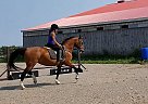 2003 Dutch Harness X Arabian Waterlou