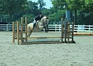 Short Stirrup Extraordinaire Ava... Quarter Horse Gelding