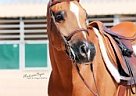 Pizzazz PE Arabian Gelding