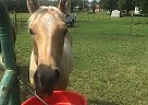 Quarter Horse Mare for Sale in Tecumseh, Oklahoma Maggie
