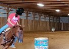 Sunny - Gelding in Fountain Run, KY Sunny - Gelding in Fountain Run, KY