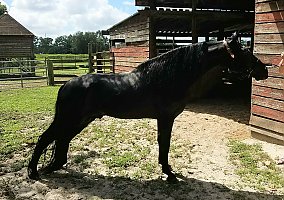 Tennessee Walking (Tennessee Walking, Stallion) in Hudson, FL