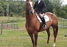 Paint Gelding for Lease in Colchester, Vermont Dakota