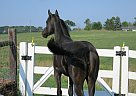 - Mare in Caledonia, MI - Mare in Caledonia, MI