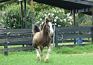 Gypsy Vanner - Horse for Sale in Brooksville, FL 34602