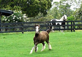 Gypsy Vanner (Gypsy Vanner, Stallion) in Brooksville, FL