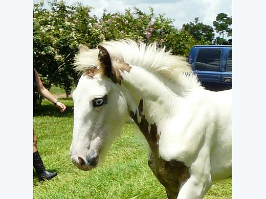 Blue Eyed Silver Dapple Tobiano