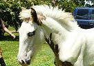 Gypsy Vanner - Horse for Sale in Brooksville, FL 34602 Gypsy Vanner - Horse for Sale in Brooksville, FL 34602