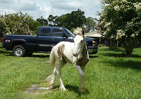 Gypsy Vanner (Gypsy Vanner, Stallion) in Brooksville, FL