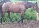 Eventing Prospect Throughbred fo... Thoroughbred Mare