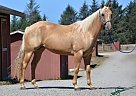 Quarter Horse - Horse for Sale in Loleta, CA 95551