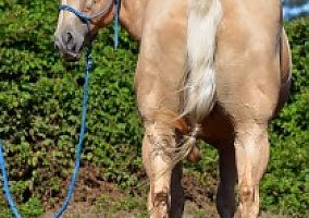 Quarter Horse (Quarter Horse, Mare) in Loleta, CA
