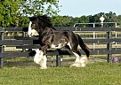 Gypsy Vanner - Horse for Sale in Brooksville, FL 34602