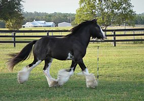 Gypsy Vanner (Gypsy Vanner, Stallion) in Brooksville, FL