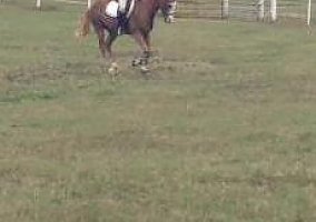 Quarter Horse (Quarter Horse, Gelding) in Birmingham, AL