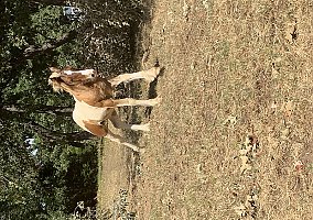 Gypsy Vanner (Gypsy Vanner, Stallion) in Copper Canyon, TX