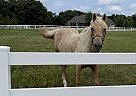 Palomino - Horse for Sale in Broken Arrow, OK 74014