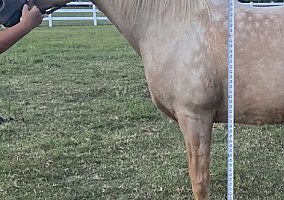 Palomino (Palomino, Mare) in Broken Arrow, OK