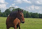Mustang - Horse for Sale in Greenbrier, AR 72058