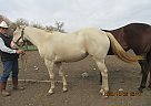 Honey - Mare in Milnor, ND Honey - Mare in Milnor, ND
