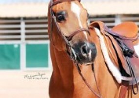 Arabian (Arabian, Gelding) in Scottsdale, AZ