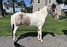 Pony of the Americas - Horse for Sale in Lancaster, PA 17516