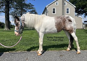 Pony of the Americas (Pony of the Americas, Gelding) in Lancaster, PA