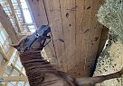 Arabian - Horse for Sale in Slidell, LA 70458