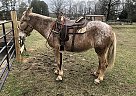 Mule - Horse for Sale in Pell City, AL 35128