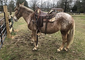 Mule