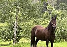 Morgan - Horse for Sale in GEORGES RIVER, NS B1Y 3J9