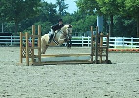Quarter Horse (Quarter Horse, Gelding) in Byron, GA