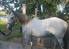 Quarter Horse - Horse for Sale in Hugo, MN 55038