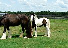 Snuffy - Mare in Brooksville, FL Snuffy - Mare in Brooksville, FL