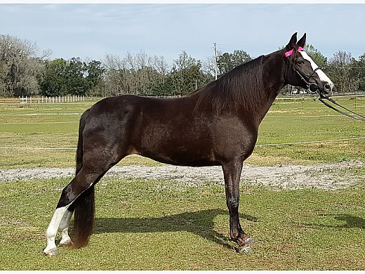 Sweet Mare