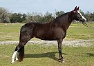 Lily - Mare in Hudson, FL