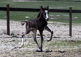 Tennessee Walking (Tennessee Walking, Mare) in Hudson, FL