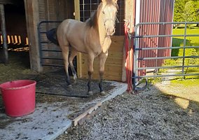 Yearling (Quarter Horse, Gelding) in Sandusky, OH
