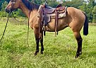 Quarter Horse - Horse for Sale in Walkerton, IN 46574