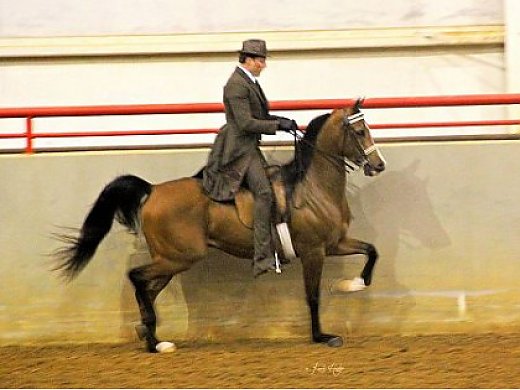 2006 Country English Pleasure Gelding