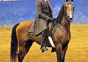 Arabian (Arabian, Stallion) in Knoxville, TN