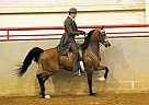 2006 Country English Pleasure Ge... Arabian Stallion